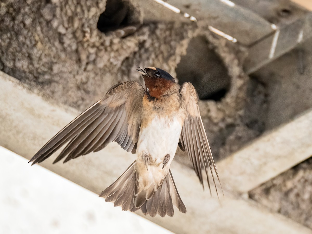 Cliff Swallow - Danielle  A