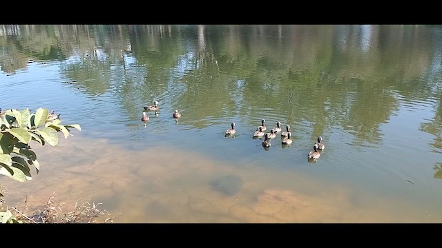 White-faced Whistling-Duck - ML620489872