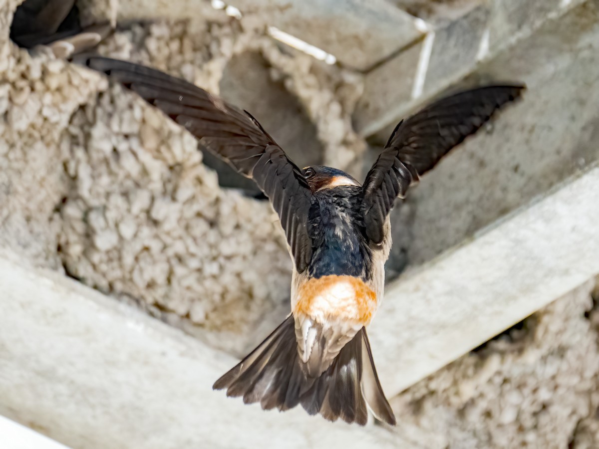 Cliff Swallow - ML620489873