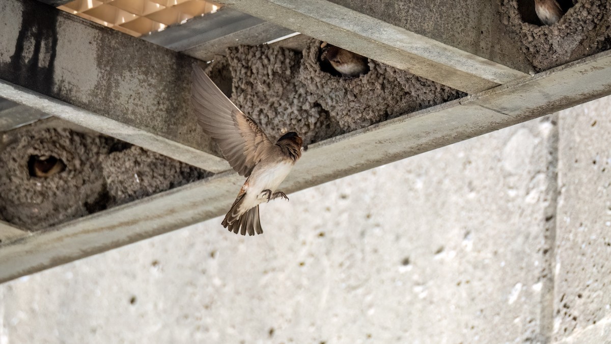 Cliff Swallow - ML620489874