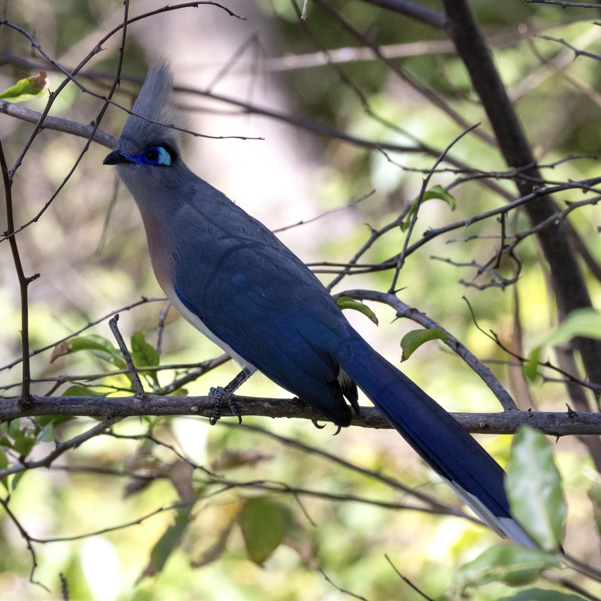 Crested Coua - ML620489876