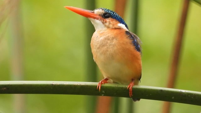 Malachite Kingfisher - ML620489885