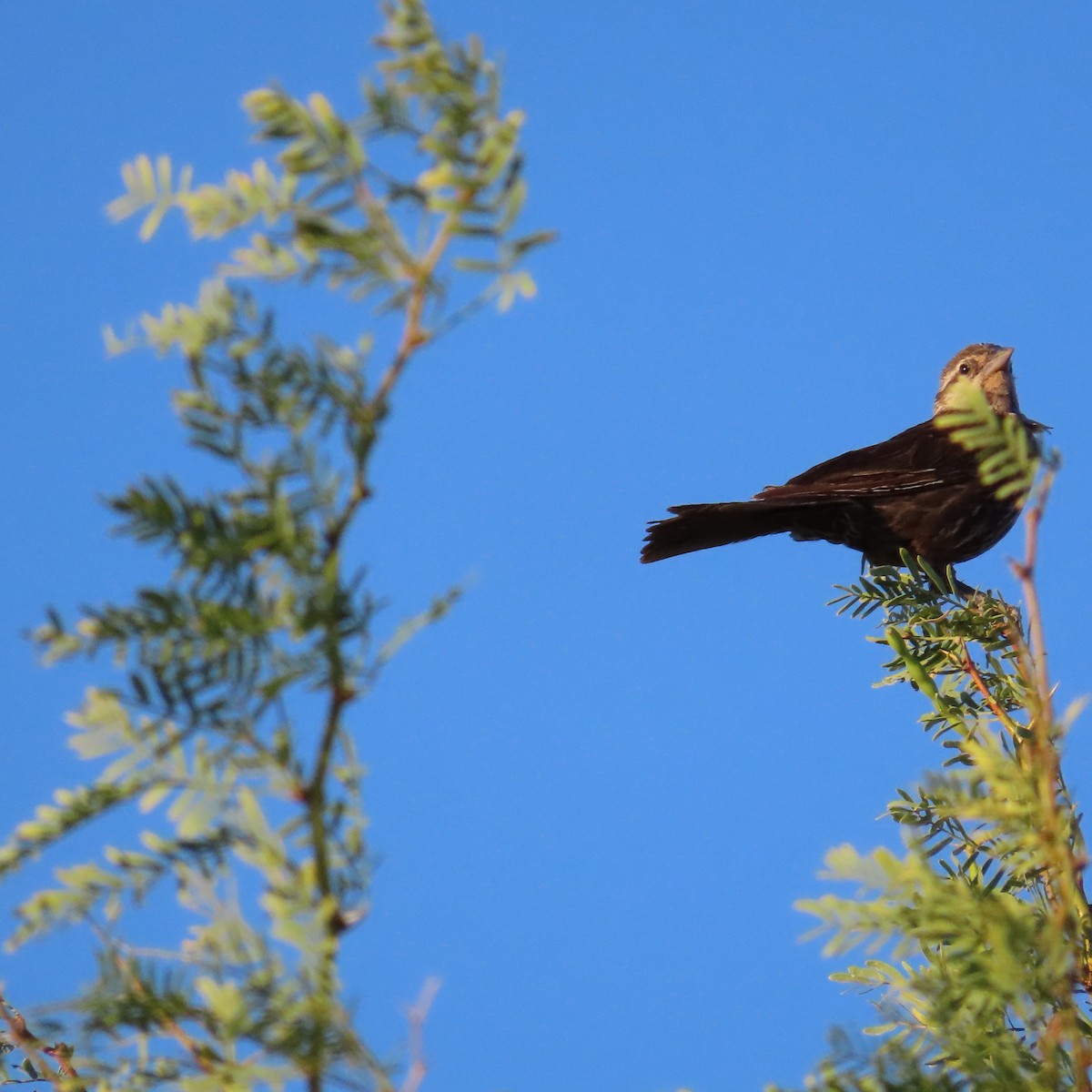 Red-winged Blackbird - ML620489886