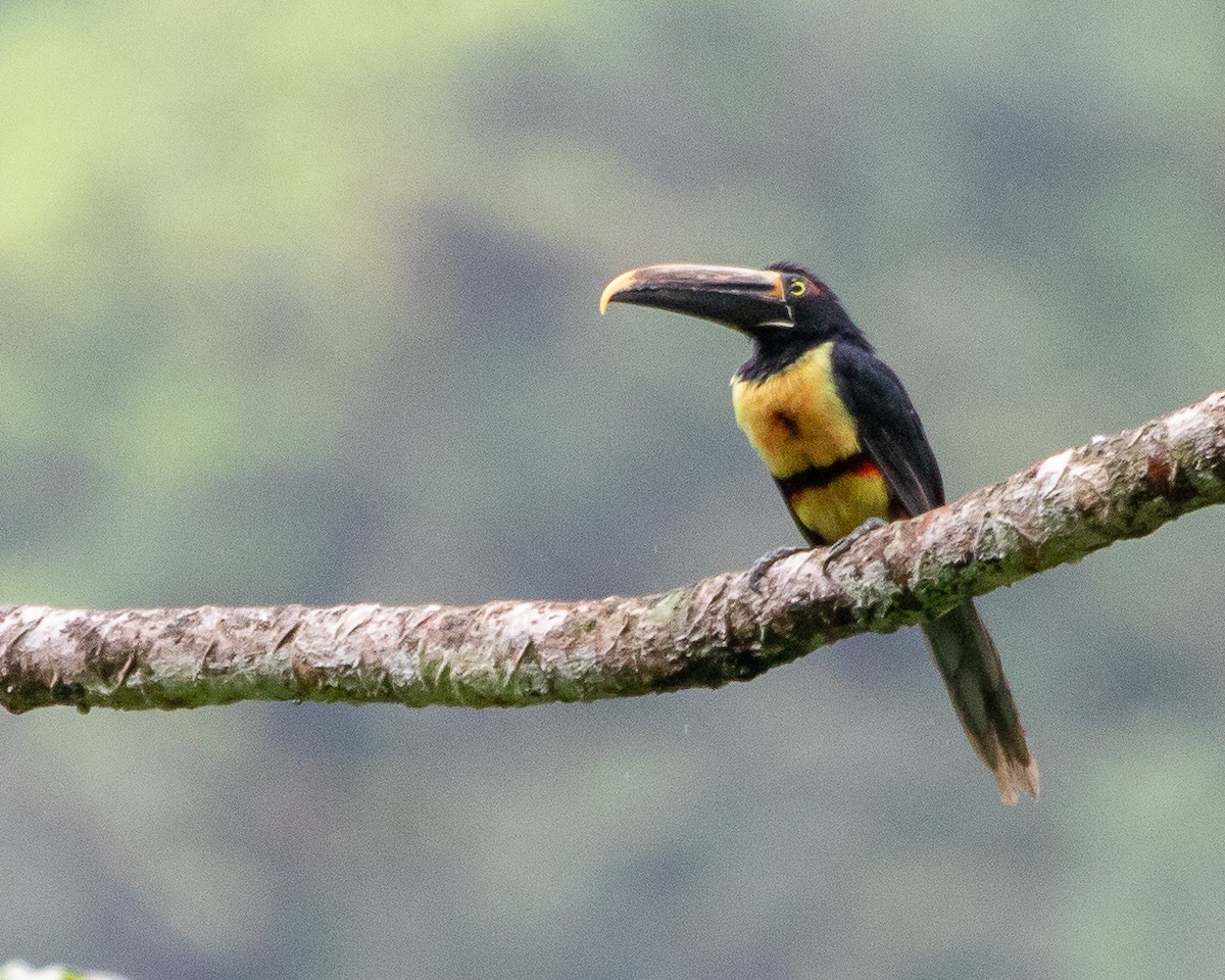 Collared Aracari (Stripe-billed) - ML620489894