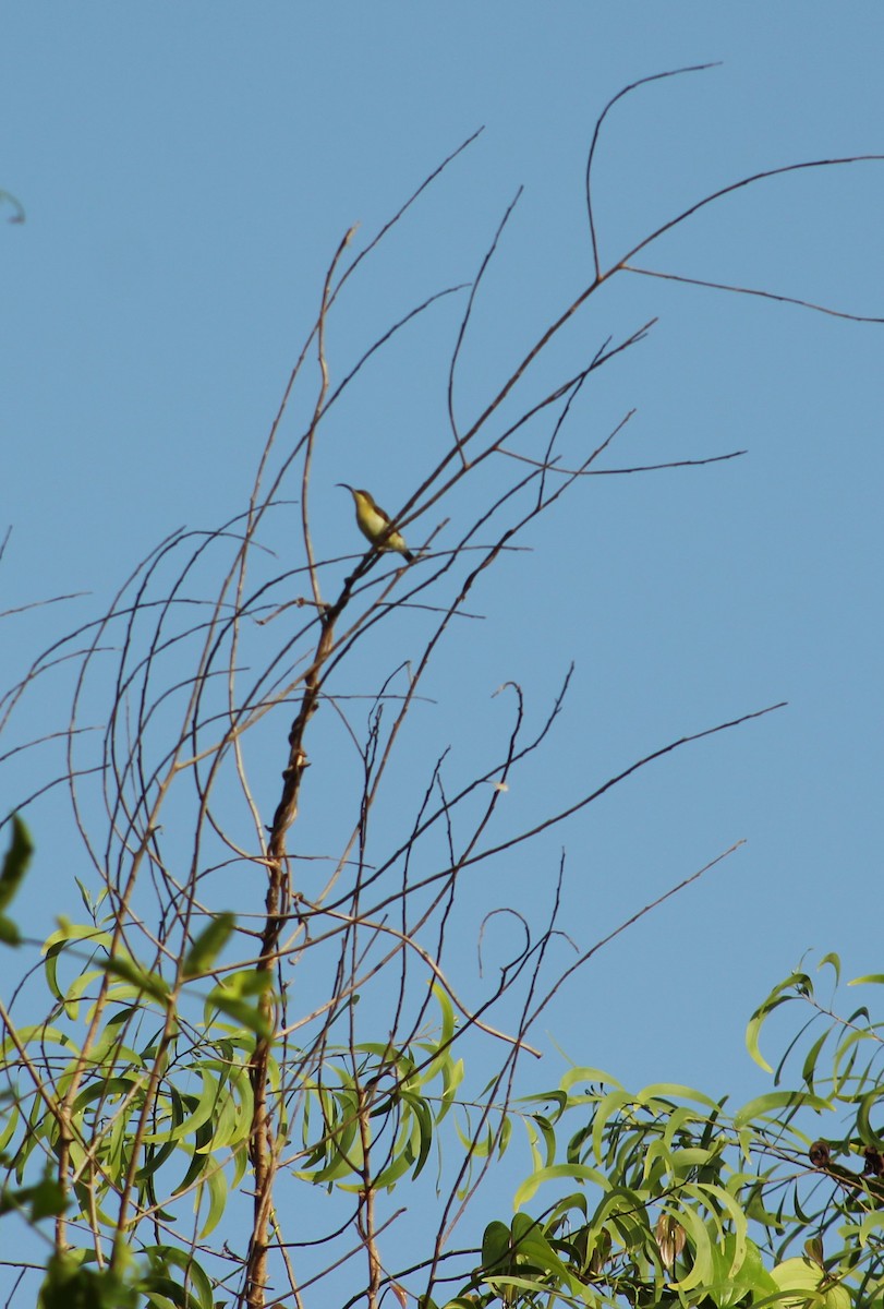 Lotennektarvogel - ML620489895