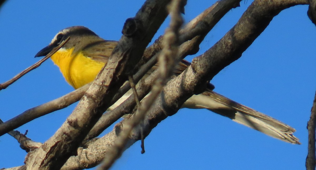 Yellow-breasted Chat - ML620489899