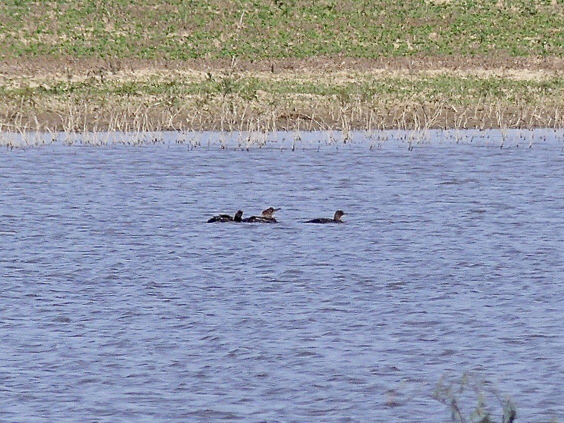 Hooded Merganser - ML620489901