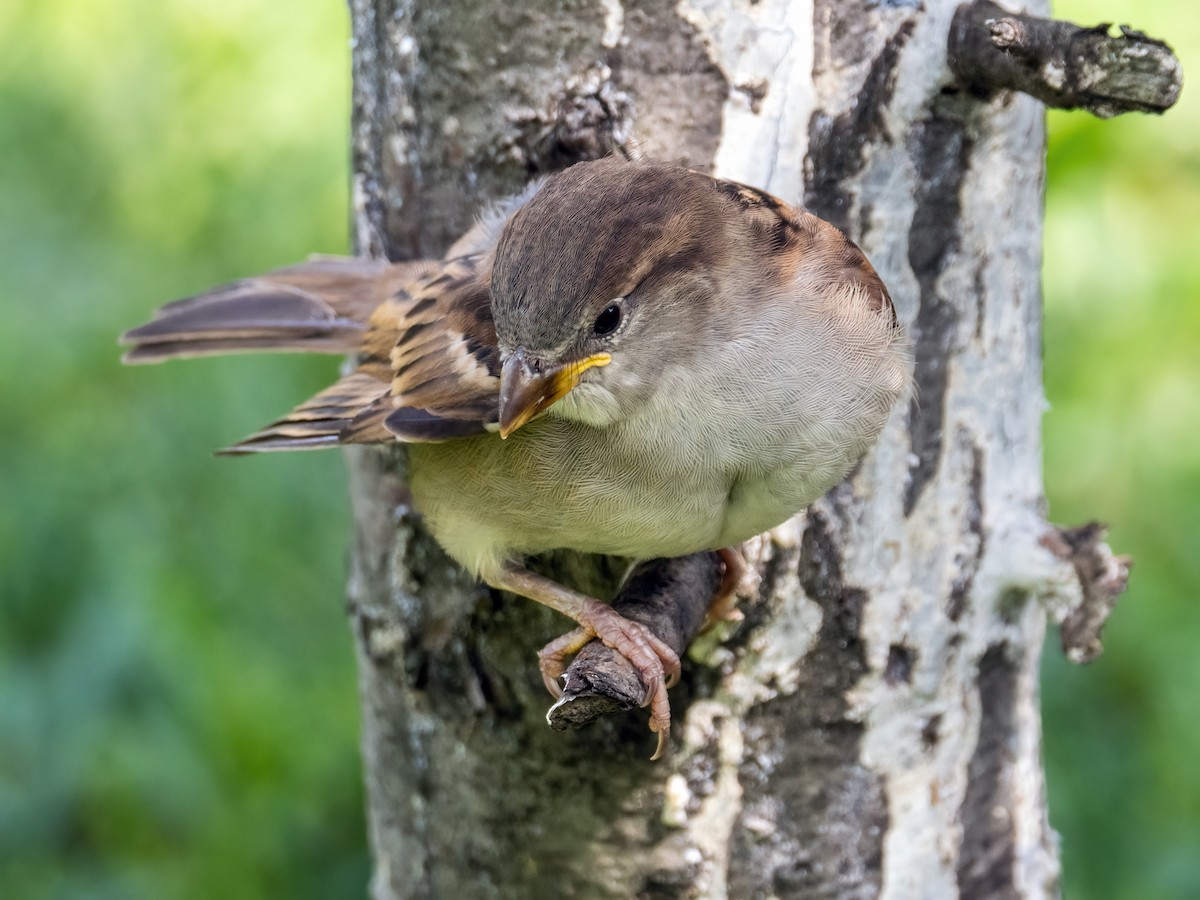 Moineau domestique - ML620489903