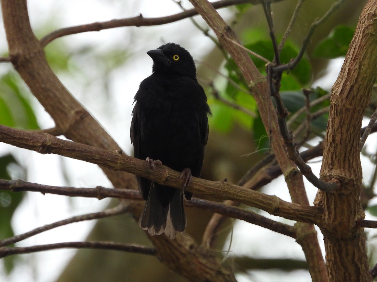 Vieillot's Black Weaver - ML620489904