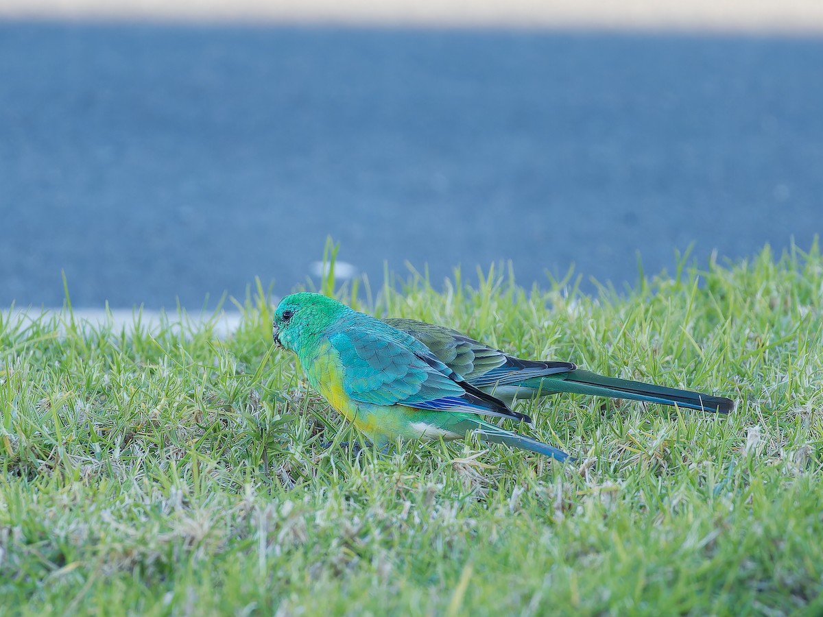 Red-rumped Parrot - ML620489906