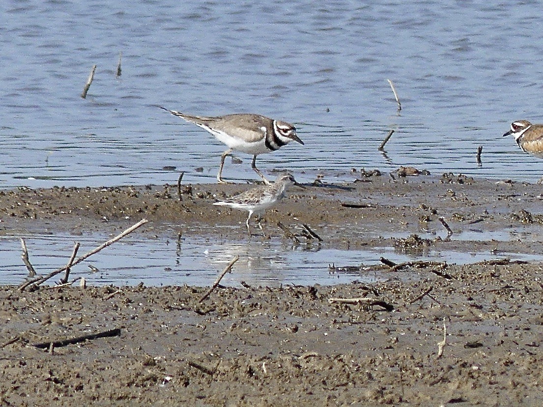 Semipalmated Sandpiper - ML620489907