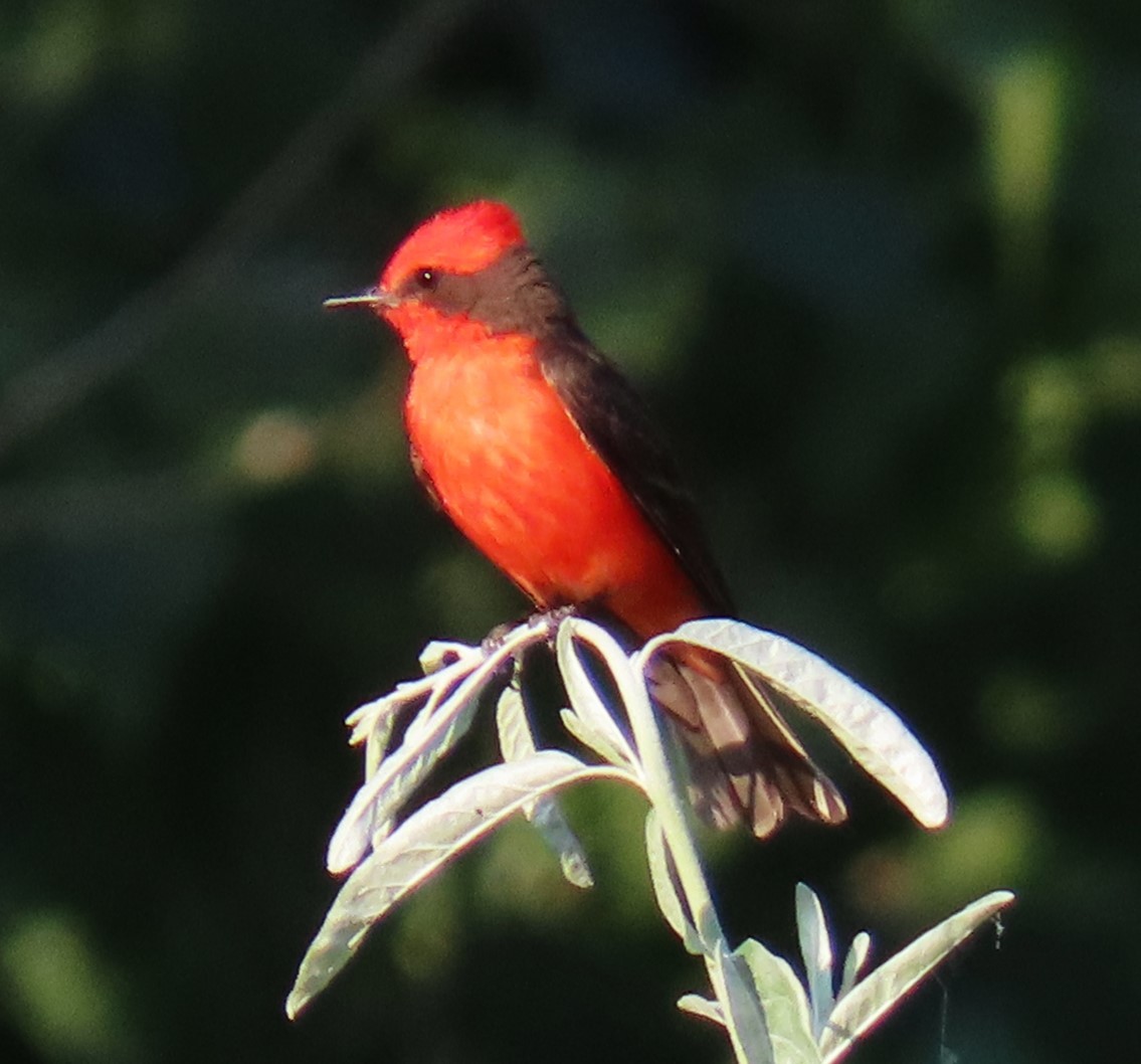 Vermilion Flycatcher - ML620489908