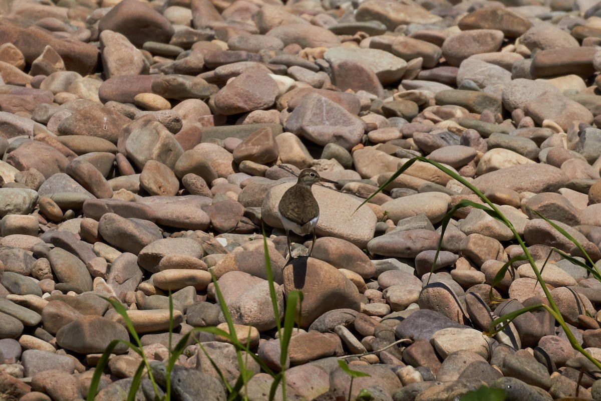 Common Sandpiper - ML620489910