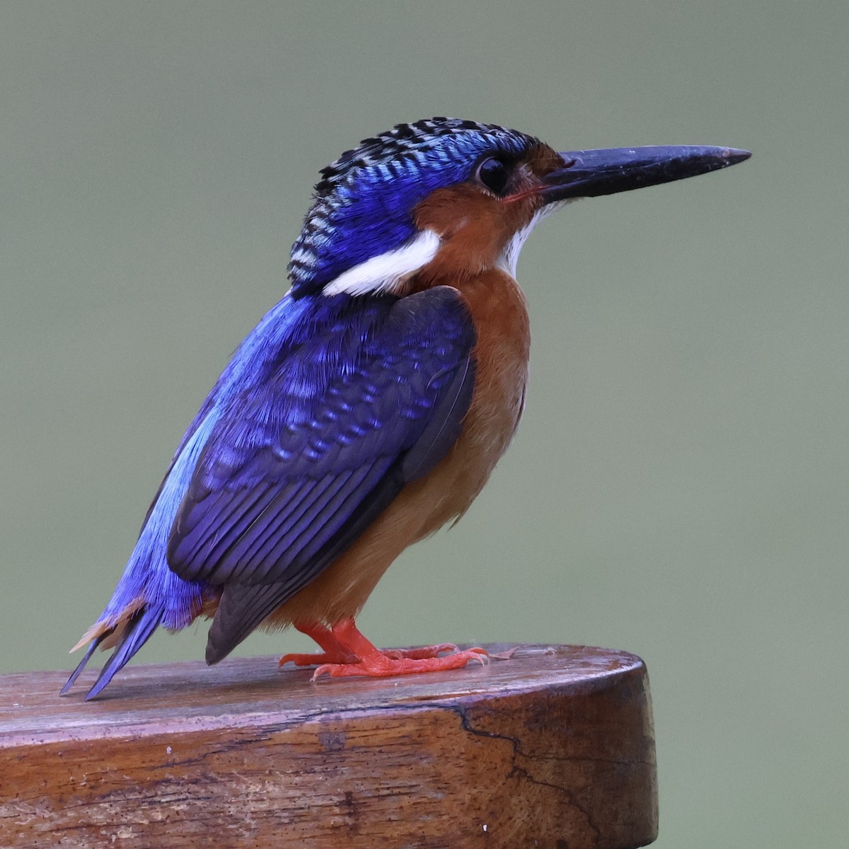 Malagasy Kingfisher - ML620489914