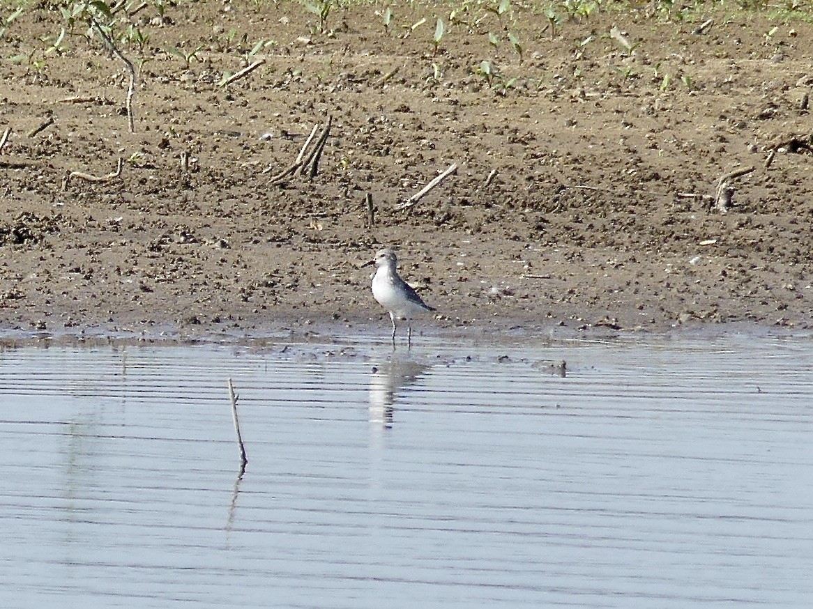 shorebird sp. - ML620489920