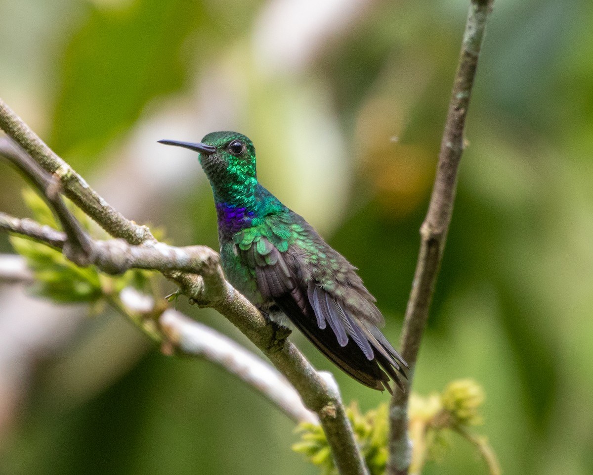 Purple-chested Hummingbird - ML620489933