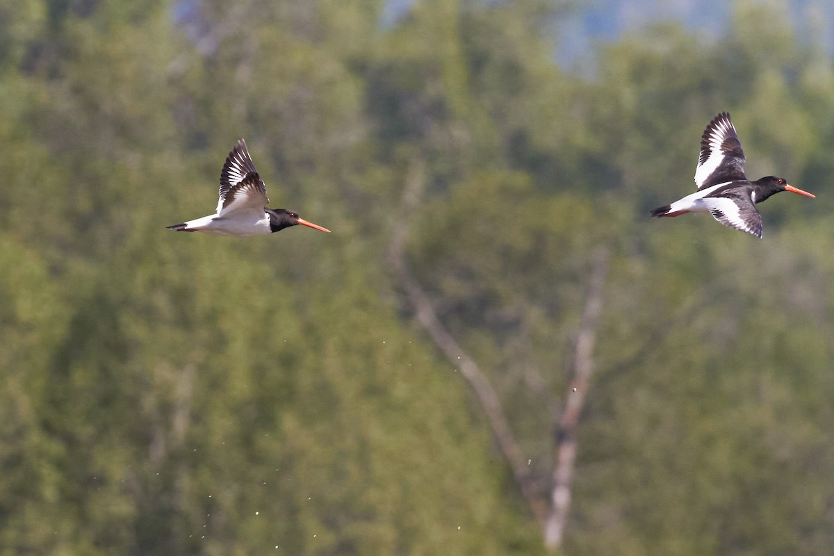 Eurasian Oystercatcher - ML620489934