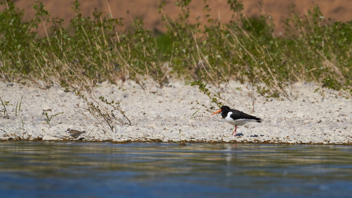 Eurasian Oystercatcher - ML620489935