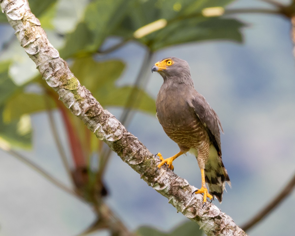 Roadside Hawk - ML620489936