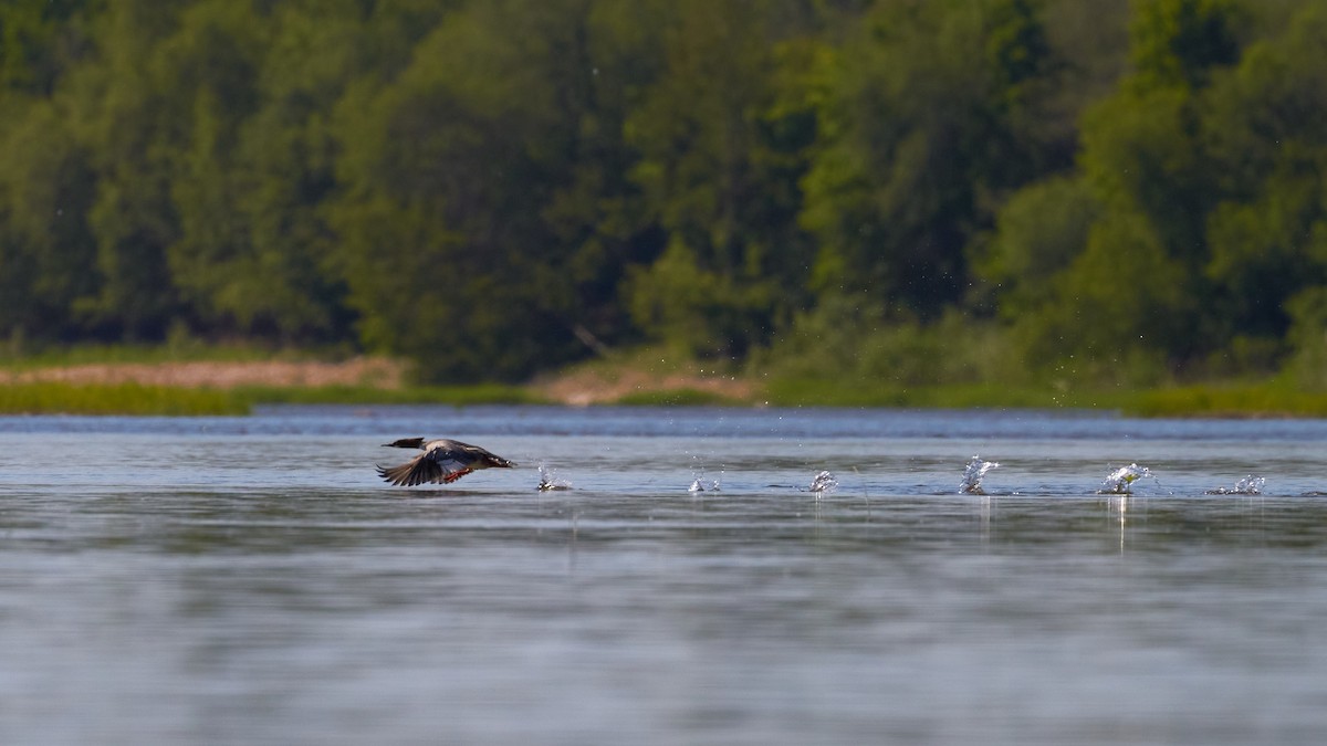 Common Merganser - ML620489940