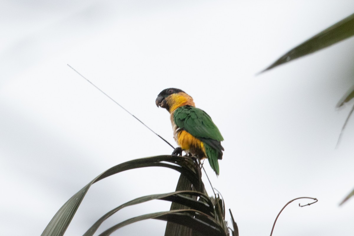 Black-headed Parrot - ML620489942