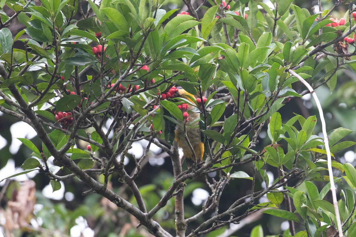 Black-headed Parrot - ML620489943