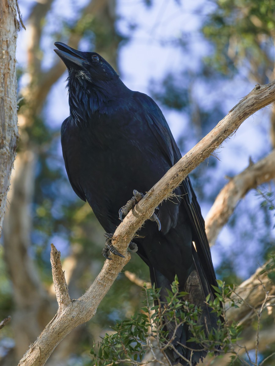 Australian Raven - ML620489945