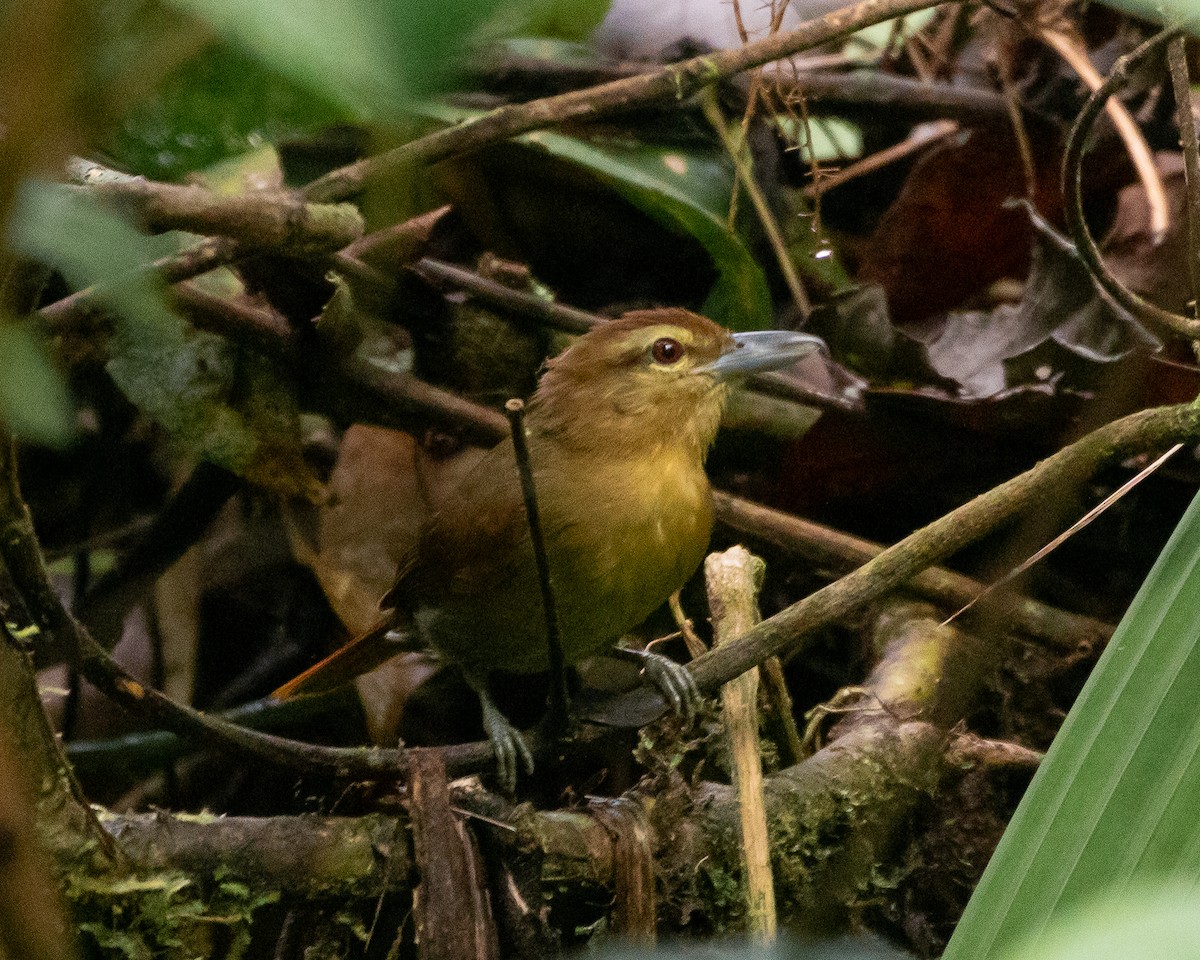 Russet Antshrike - ML620489948