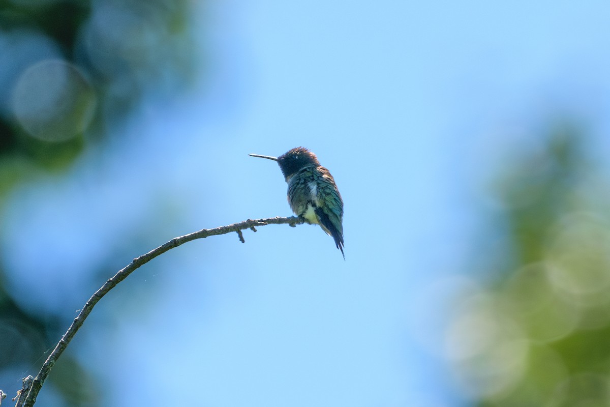 Ruby-throated Hummingbird - Andrew W.