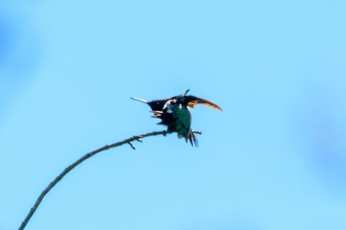 Ruby-throated Hummingbird - ML620489950