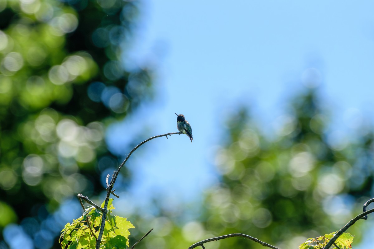 Ruby-throated Hummingbird - ML620489951