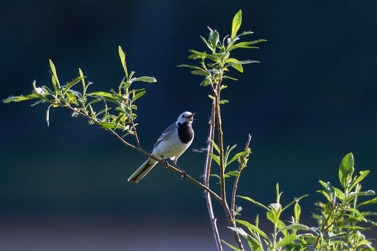 White Wagtail - ML620489956