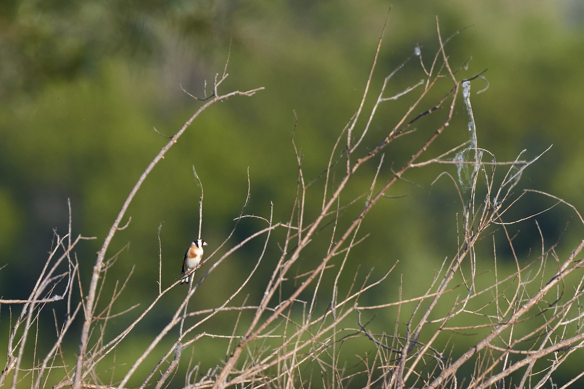 European Goldfinch - ML620489958