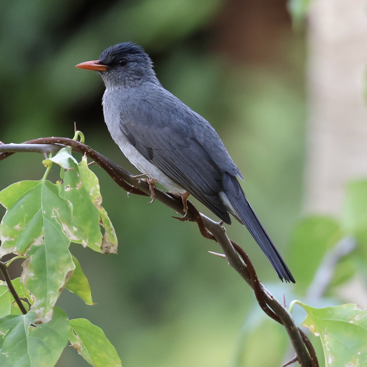 Malagasy Bulbul - ML620489959