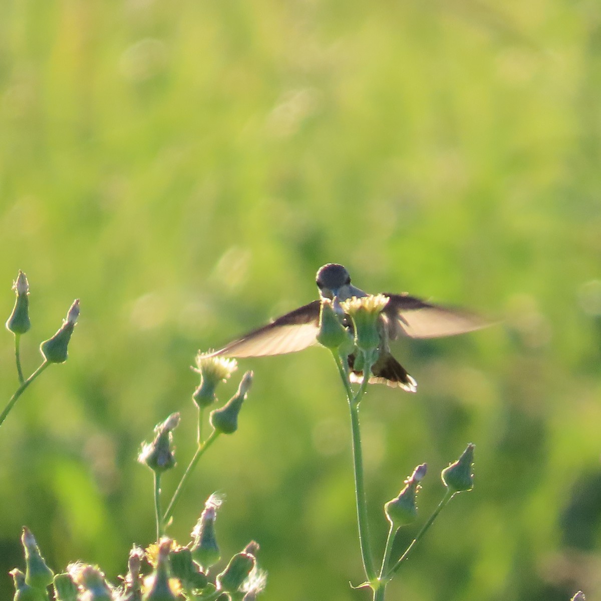 ørkenkolibri - ML620489964