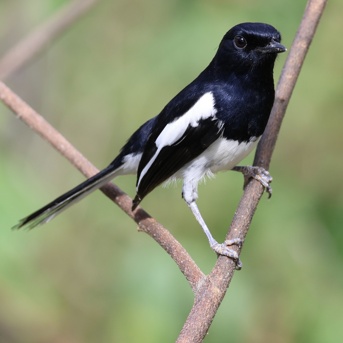 Madagascar Magpie-Robin - ML620489969