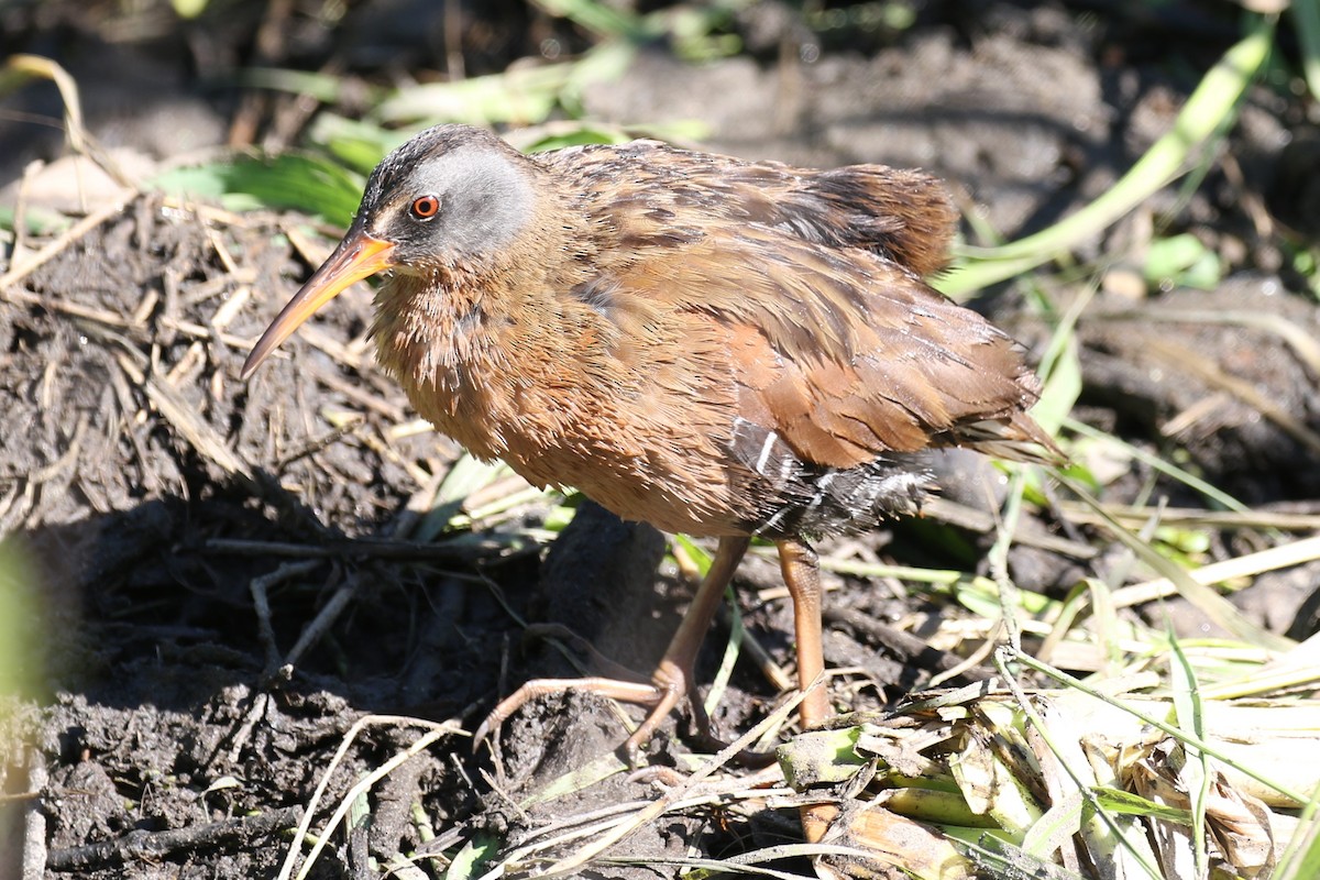 Virginia Rail - ML620489970