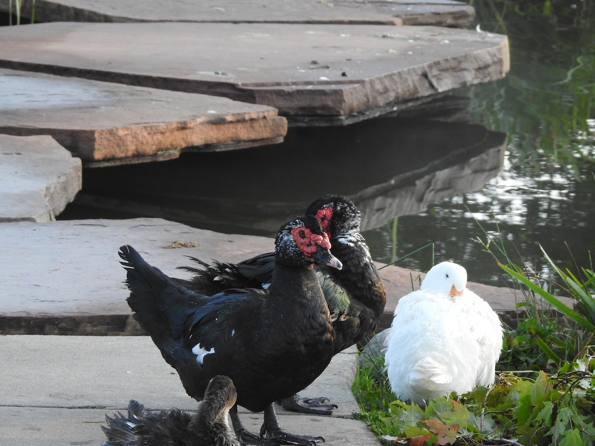 Muscovy Duck (Domestic type) - ML620489972
