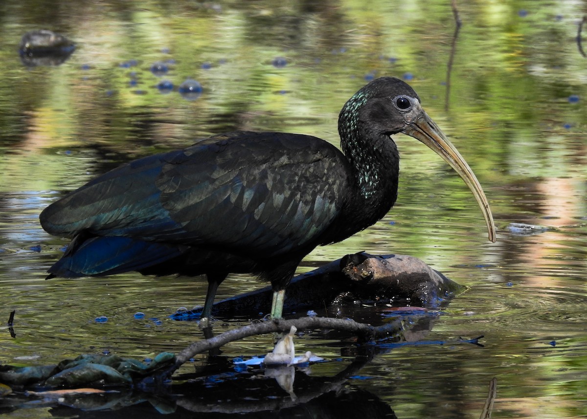 Green Ibis - ML620489974