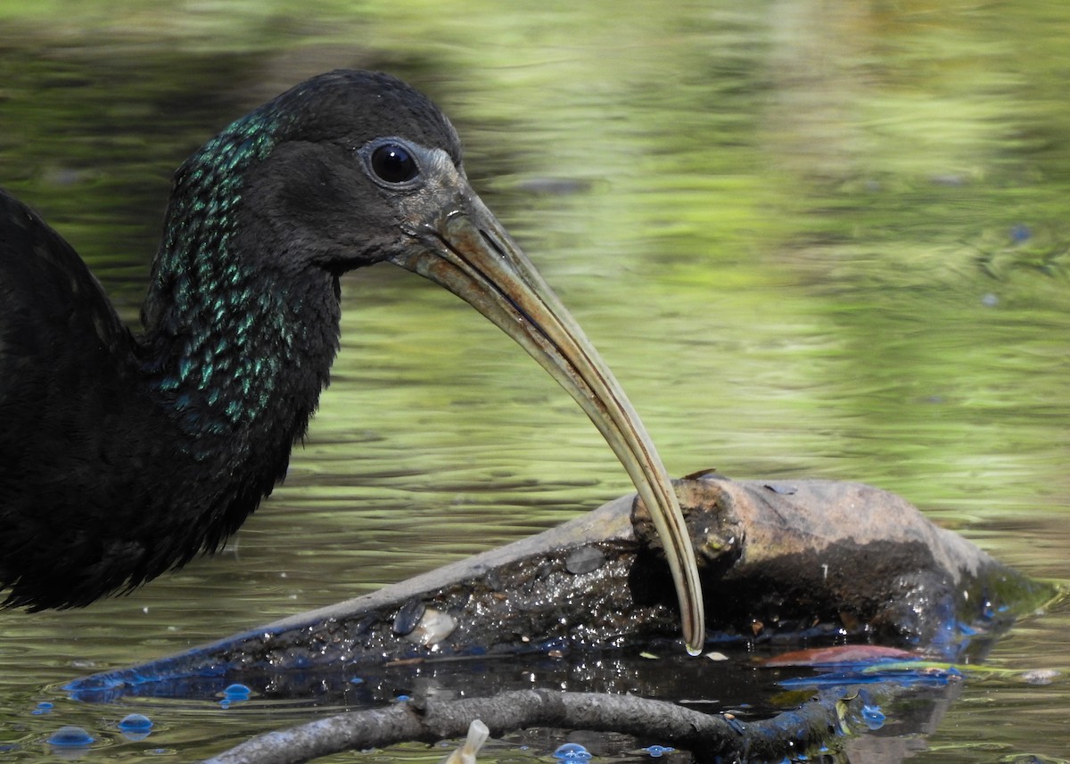 grønnakkeibis - ML620489975