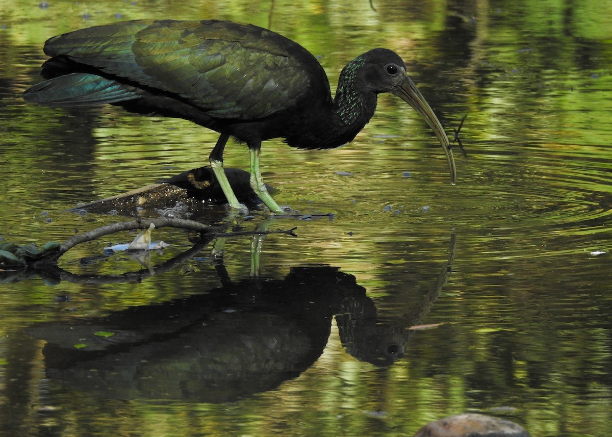 grønnakkeibis - ML620489977