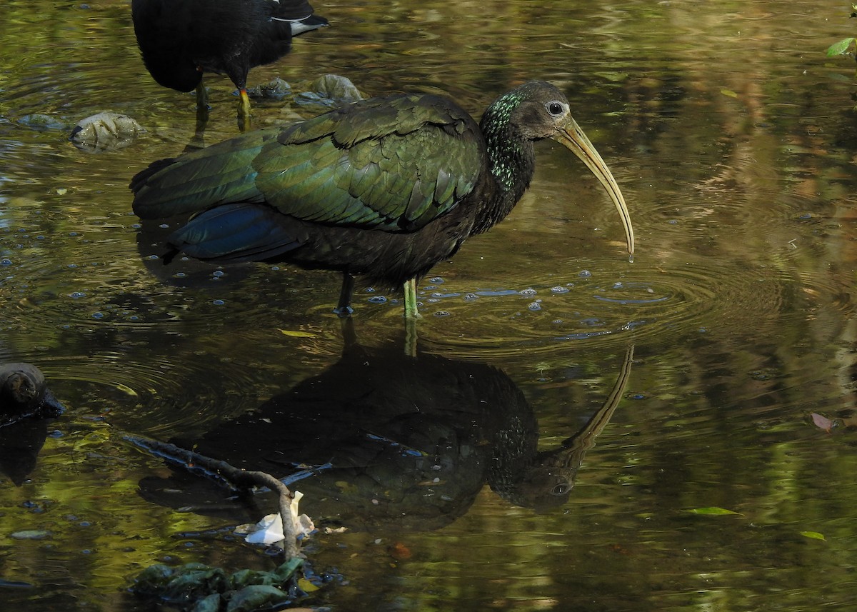 ibis zelený - ML620489980