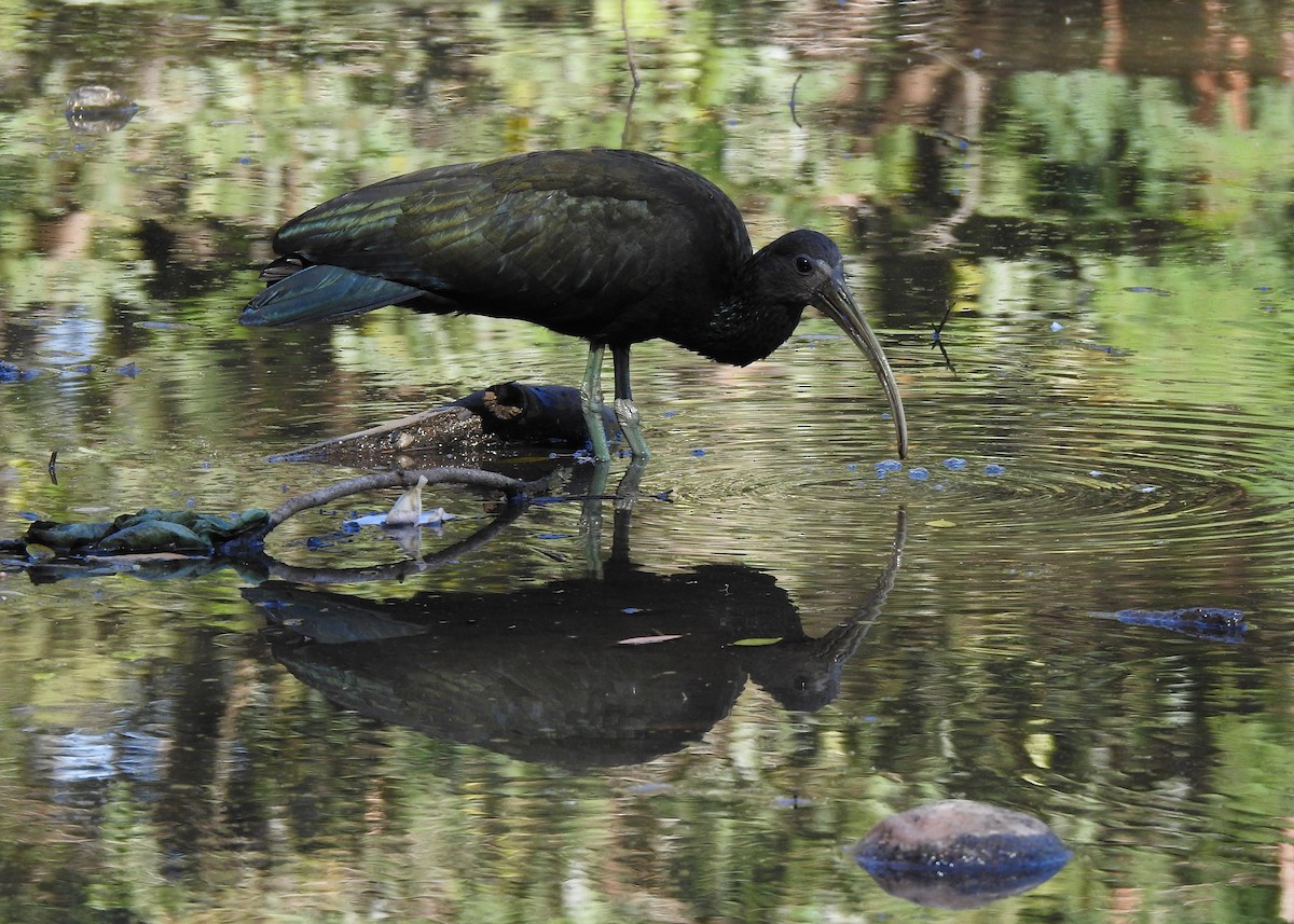 ibis zelený - ML620489981