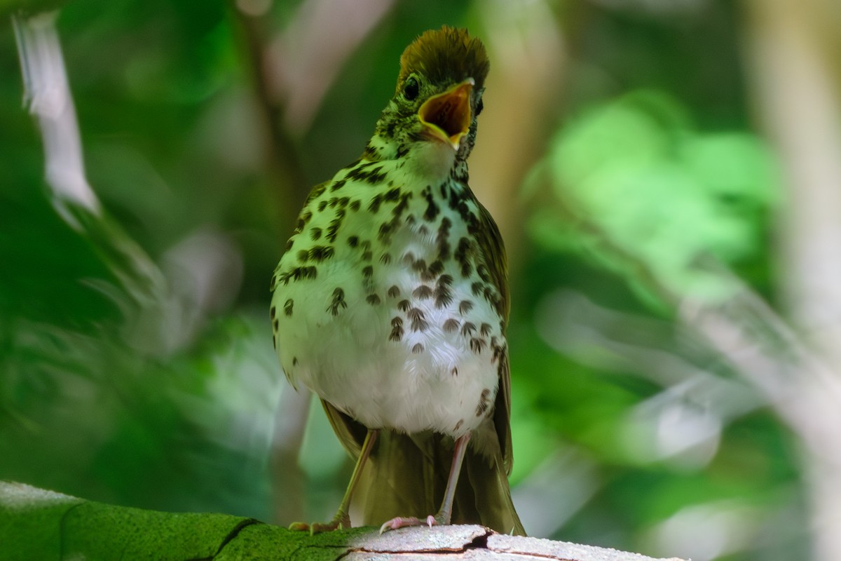 Wood Thrush - ML620489982