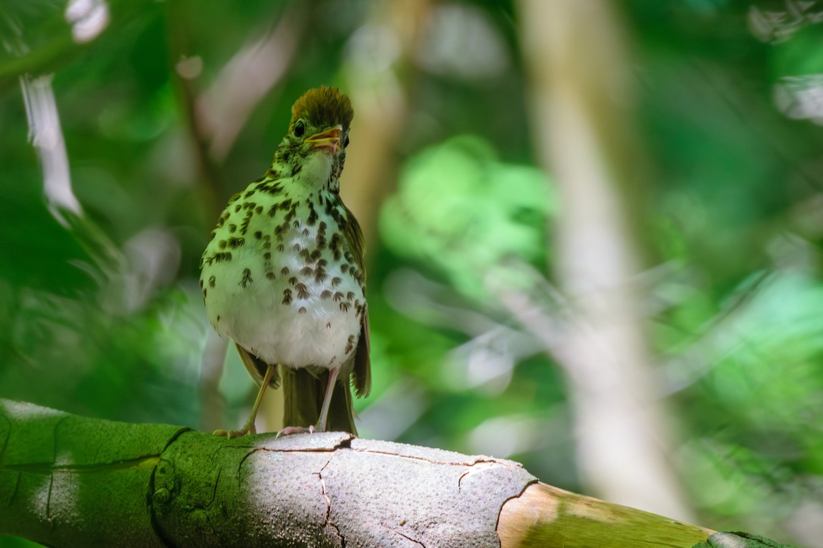 Wood Thrush - ML620489983