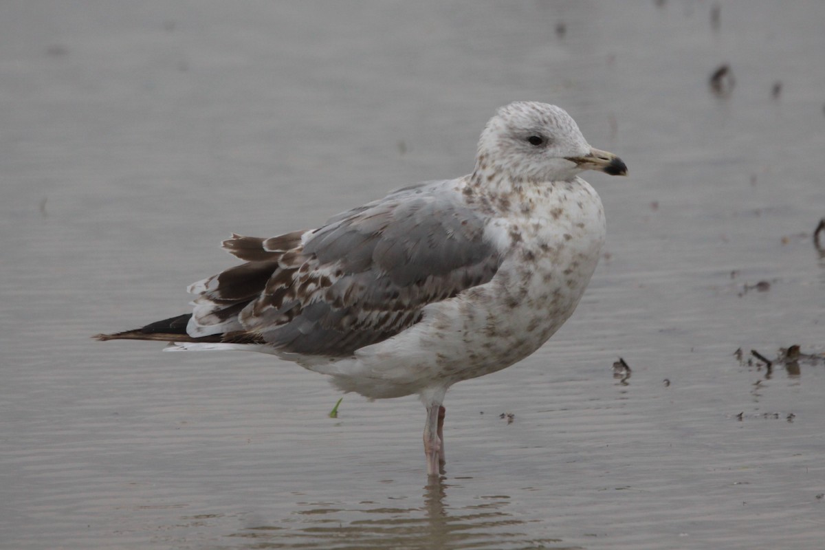 Lesser Black-backed Gull (taimyrensis) - ML620489986