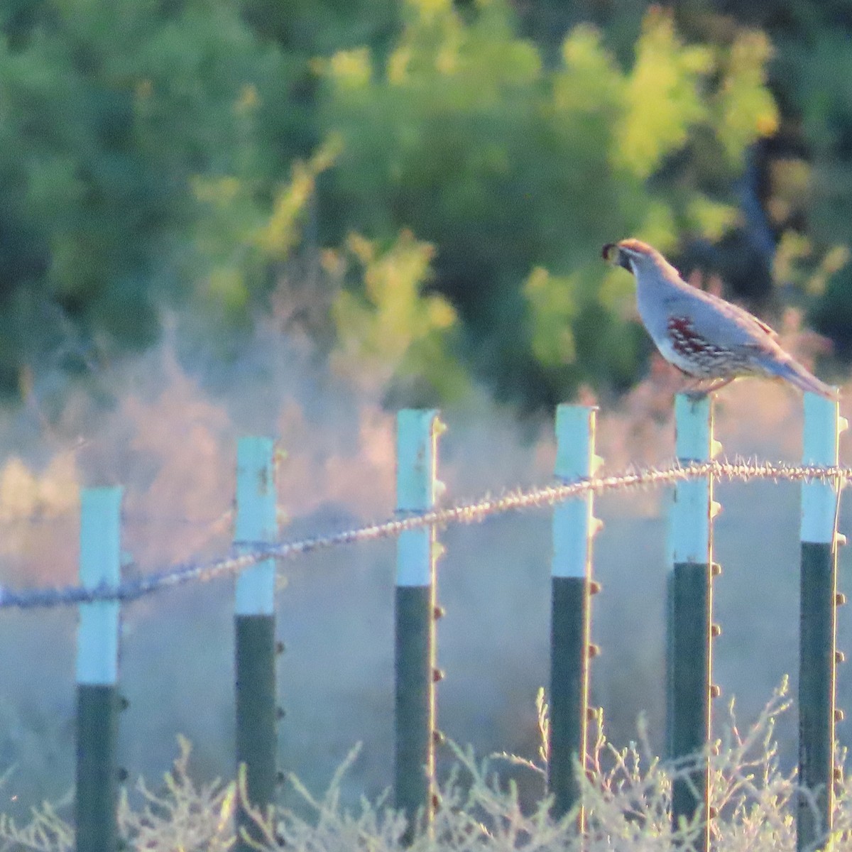 Gambel's Quail - ML620489991