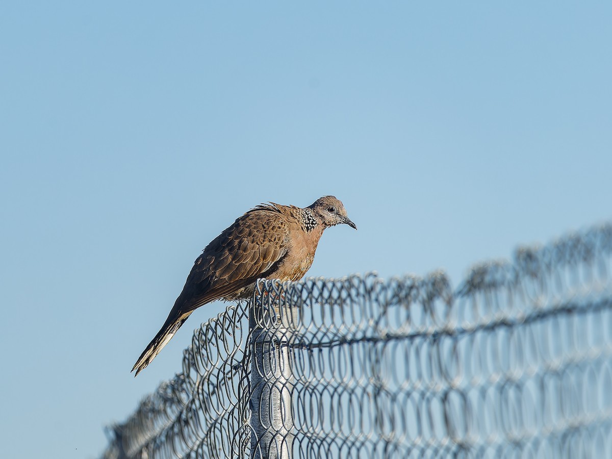 Spotted Dove - ML620489993