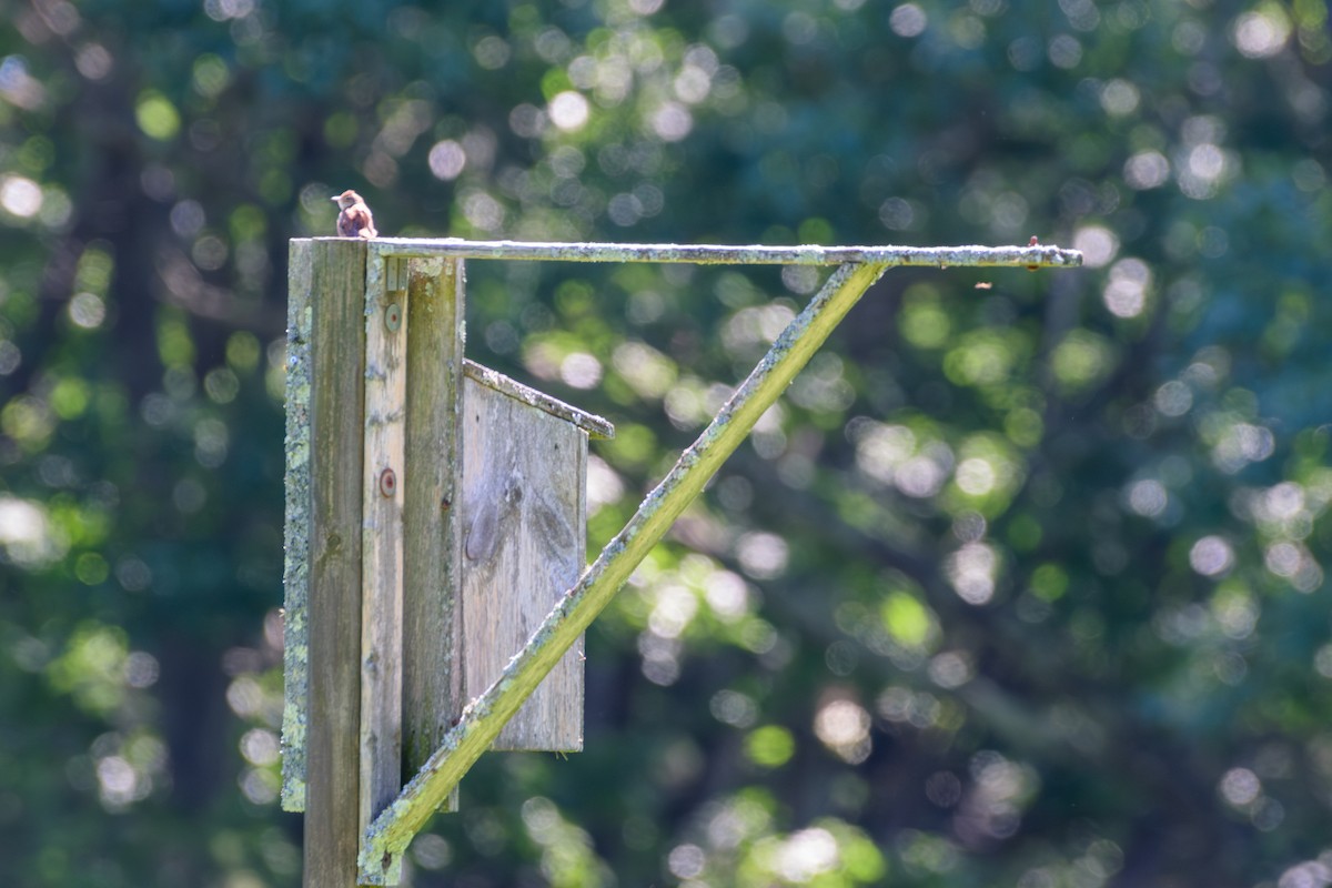 House Wren - ML620489995