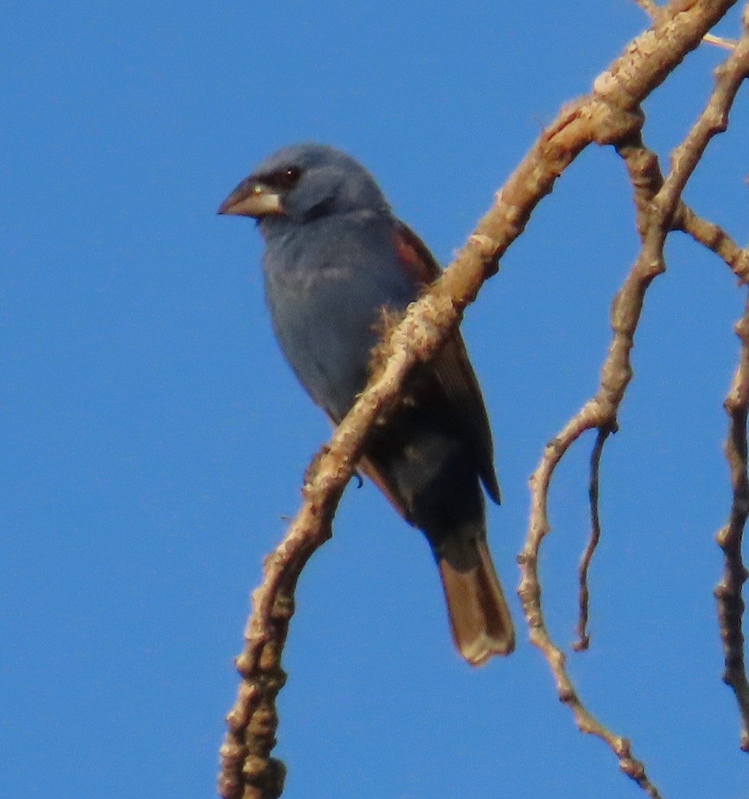 Blue Grosbeak - ML620489996